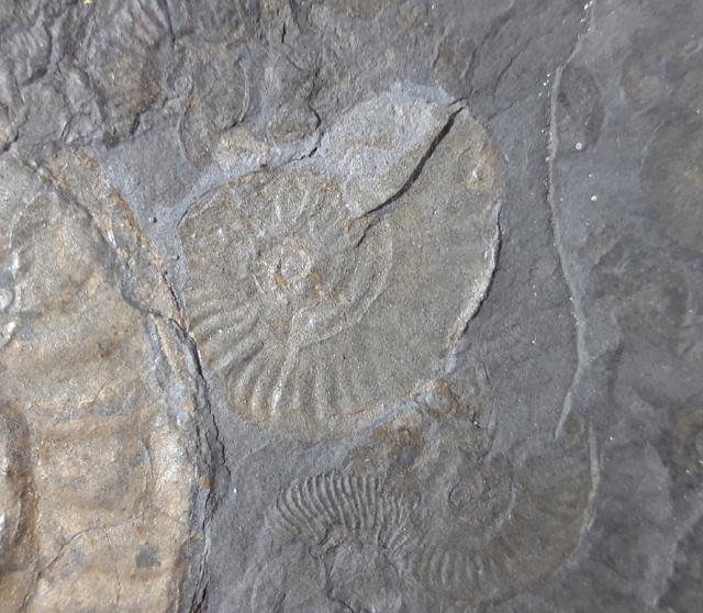 Hildoceras (Hildoceras) bifrons (BRUGUIRE 1789) - Bild © FossNet FossilienStore
